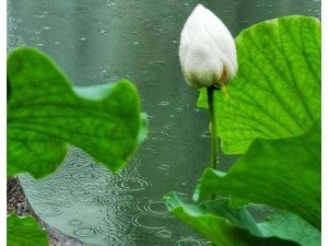 老人船上弄雨荷有收藏价值吗(老人船上弄雨荷，它有收藏价值吗？)