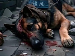 警犬张金鱼视频-震撼警犬张金鱼的惊人表现