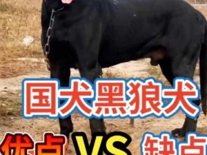 黑狼犬勇猛迎战野猪——激烈对决震撼视频