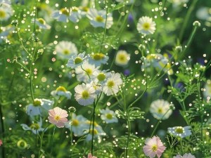 野花视频免费观看在线_野花视频免费观看在线，精彩内容尽在其中