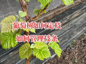 葡萄种植技术解析：科学管理策略与高效种植方法探讨