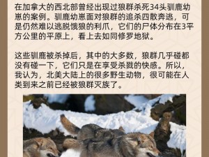 无人区老狼一卡二 无人区老狼一卡二：荒野中的神秘动物，你了解多少？