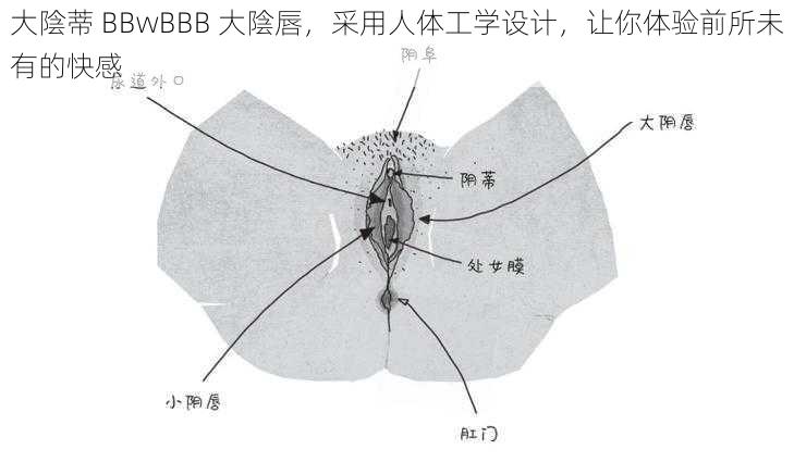 大陰蒂 BBwBBB 大陰唇，采用人体工学设计，让你体验前所未有的快感