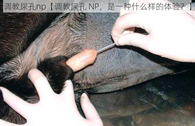 调教尿孔np【调教尿孔 NP，是一种什么样的体验？】