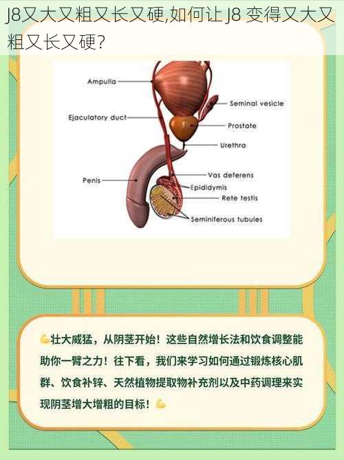 J8又大又粗又长又硬,如何让 J8 变得又大又粗又长又硬？