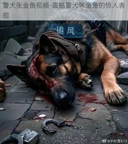 警犬张金鱼视频-震撼警犬张金鱼的惊人表现