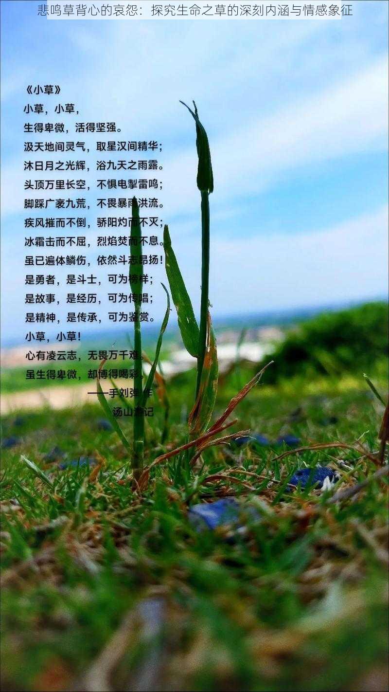 悲鸣草背心的哀怨：探究生命之草的深刻内涵与情感象征